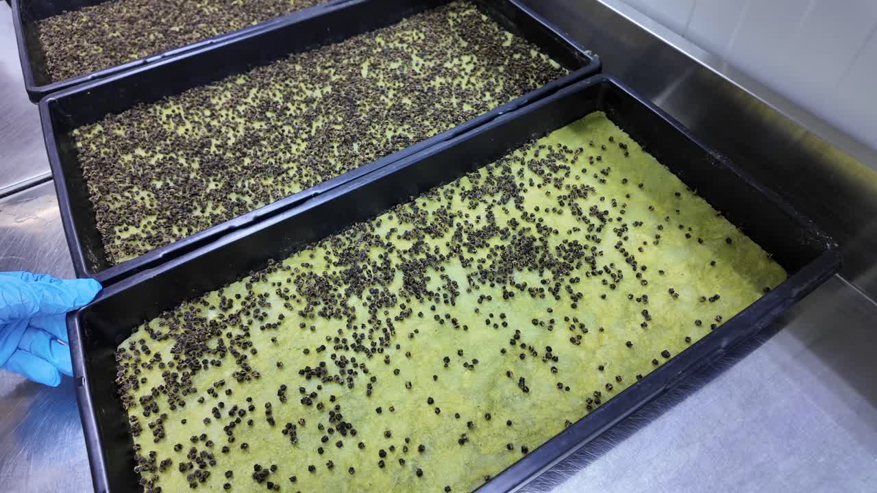 Green growth inside an eco-conscious indoor farm