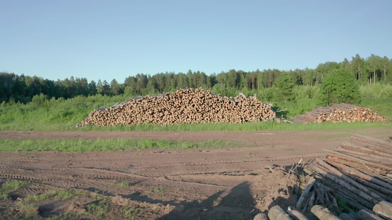 troncos cortados de abedul en el prado verde en el bosque