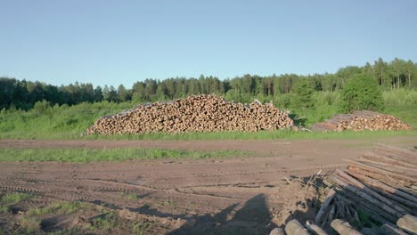 cut logs of birch on the green meadow in the forest