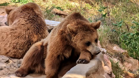 el oso marrón, ursus arctos, es una especie de oso grande que se encuentra en eurasia y américa del norte.