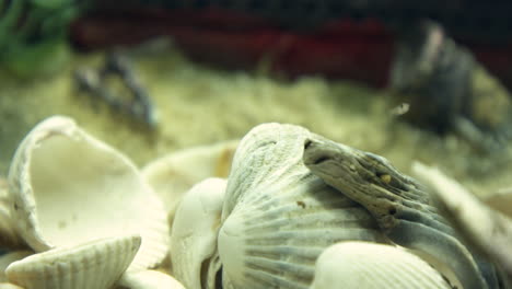 close-up of seashells and small fish in an aquarium