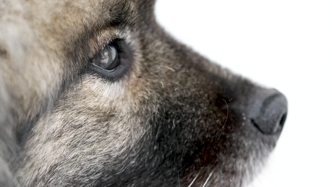 Primo piano del volto di un cane Keeshond (Wolfspitz) con focus su un ammiccamento delicato. Occhi espressivi, pelo morbido e lievi movimenti facciali creano un ritratto di un animale domestico tenero ed emozionante al rallentatore.