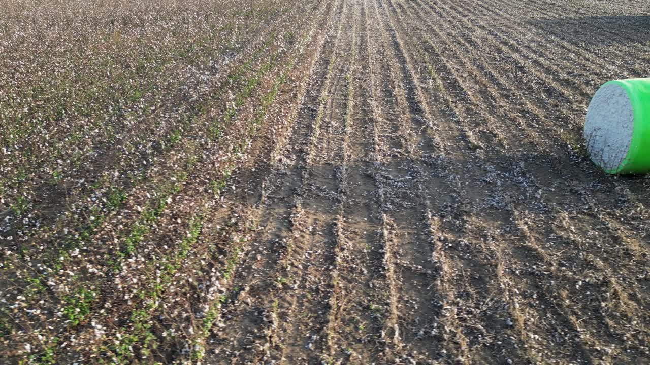 Modulo di cotone upland (Gossypium hirsutum) avvolto nella plastica, appoggiato accanto a filari di semina lineari su terreni agricoli dopo il raccolto, ripresa aerea con panoramica orizzontale.