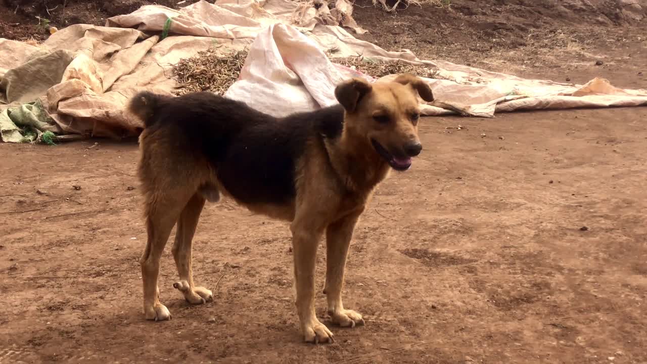 A dog without tail malnutrition in the desert of Africa kenya