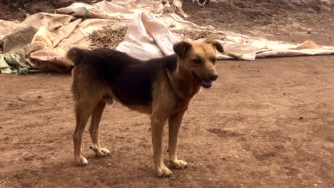 a dog without tail malnutrition in the desert of africa kenya