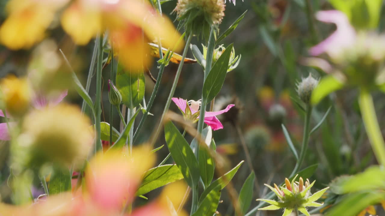 la cámara lenta se inclina hacia la flor silvestre blanca entre otras flores silvestres nativas de las colinas de texas