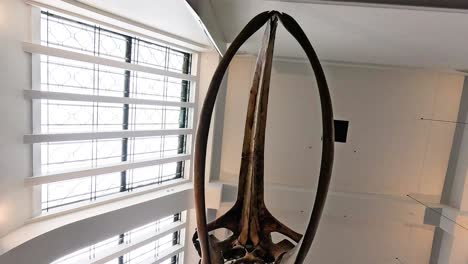 whale skeleton displayed in museum's grand hall