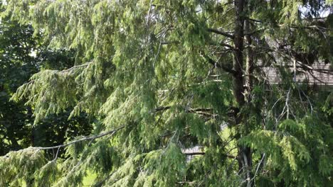 Una-Vista-Vertical-De-Un-árbol-De-Hoja-Perenne