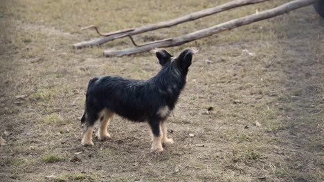 small mixed breed dog standing in a field