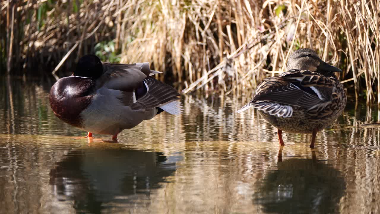 Primo piano: Coppia di anatre in uno stagno poco profondo che si rinfrescano durante una calda giornata estiva.