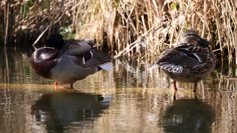 Primer-Plano:-Un-Par-De-Patos-Parados-En-Un-Estanque-Plano-Y-Refrescándose-Durante-El-Caluroso-Día-De-Verano