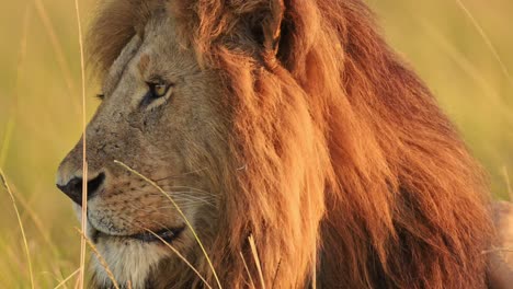 male lion big mane in beautiful golden sunlight, close up detail of african wildlife animal in maasai mara, kenya on africa safari, portrait from low angle in savanna in masai mara national reserve