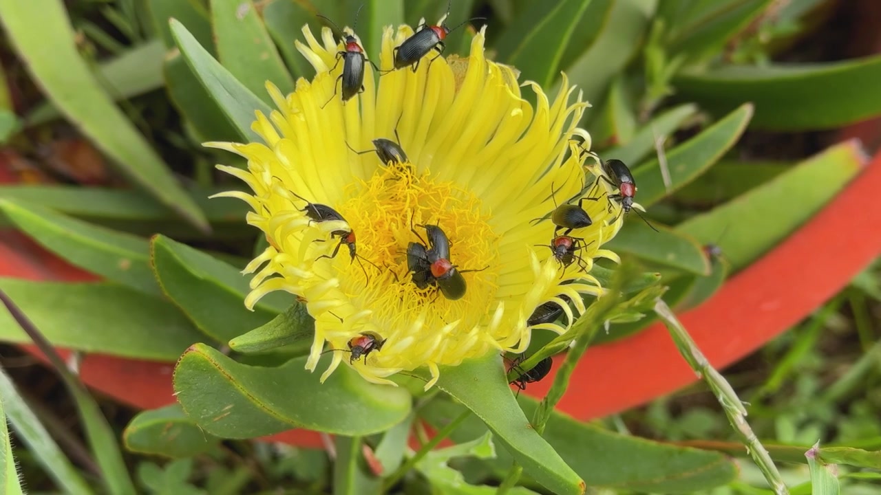 Static slow motion close-up of several Heliotaurus ruficollis beetles resting on a large bright yellow composite flower, revealing natural behavior on a sunny spring day