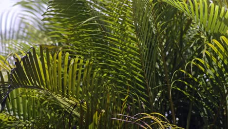 Green yellow palm leaves close up blowing in the wind, slow mo