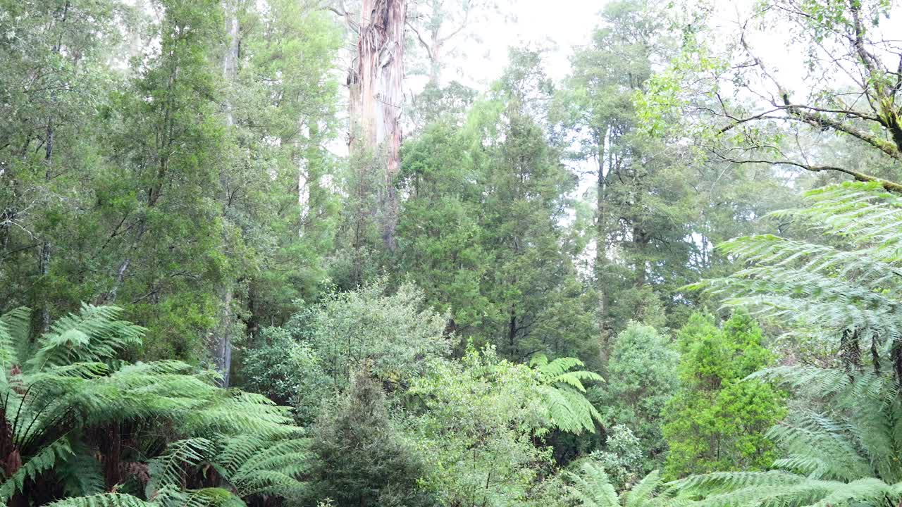 Lush greenery and towering trees in rainforest