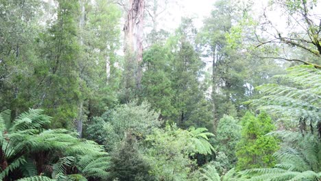 lush greenery and towering trees in rainforest