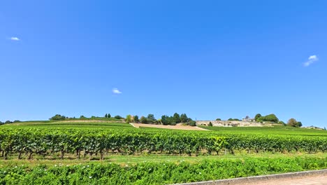 lush vineyard under a clear blue sky