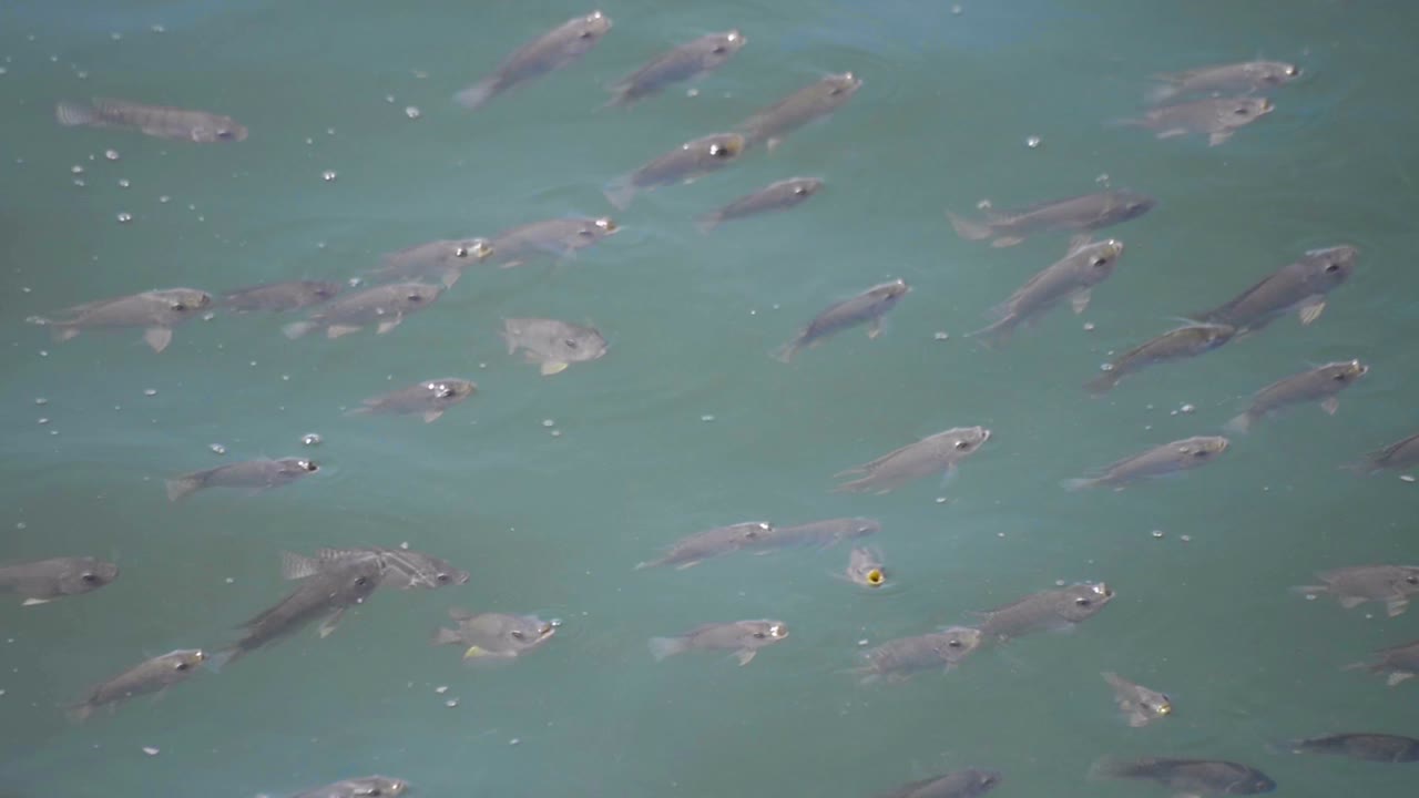 수면에서 수영하고 물 밖으로 숨을 쉬는 물고기 무리