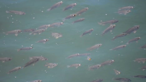 一群魚在水面上游泳, 呼吸出水面