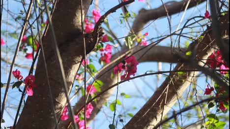 flores de bougainvillea en un árbol