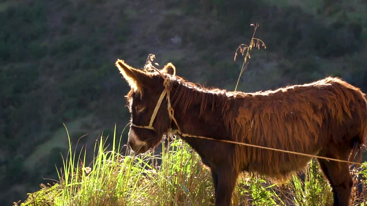 Pony che guarda in lontananza Perù.mp4