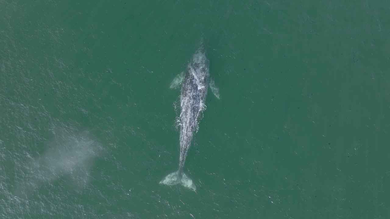 Grey Whale Breaching and Spouting from Blowhole, Aerial Drone View from Above