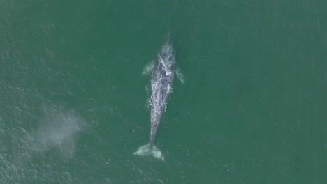 grey whale breaching and spouting from blowhole, aerial drone view from above