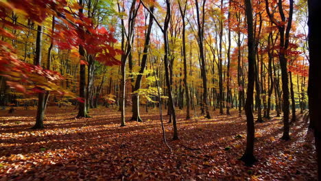 autumn forest with colorful leaves