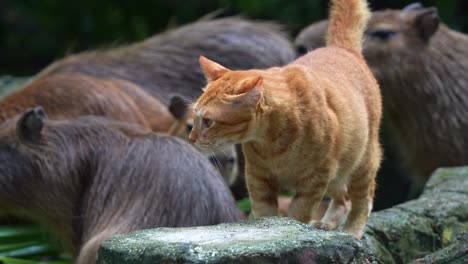 orange cat among capybaras