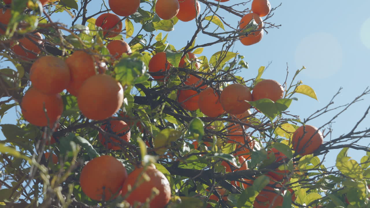Sunlit Orange Tree with Juicy Oranges, Warm Flare