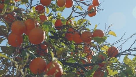 sunlit orange tree with juicy oranges, warm flare