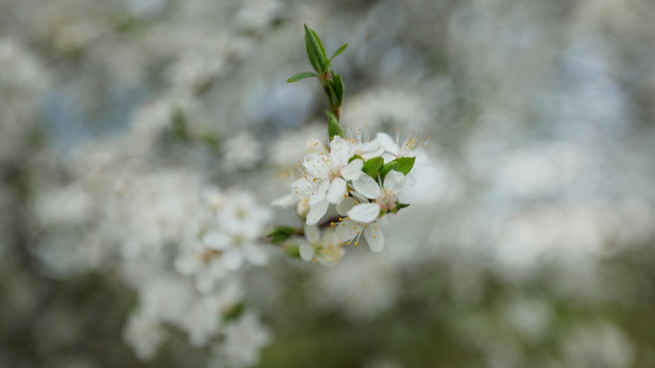 Close-up of Blossoming Spring Flowers