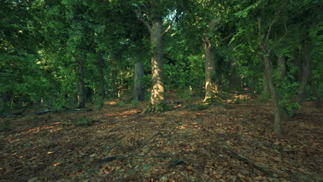 a forest filled with lots of trees and leaves dark forest