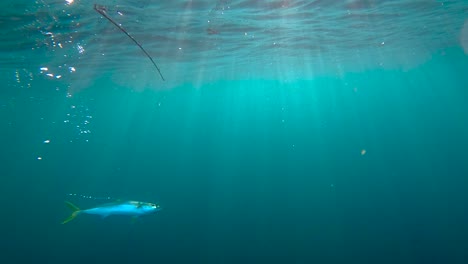 Los-Rayos-De-Luz-Mística-Brillan-En-Los-Peces-De-Cola-Amarilla-Capturados-Y-En-La-Caña-En-Agua-Azul-Cerúleo