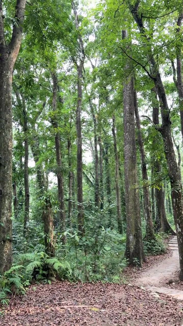 Foresta verde lussureggiante con alberi alti e un sentiero tortuoso