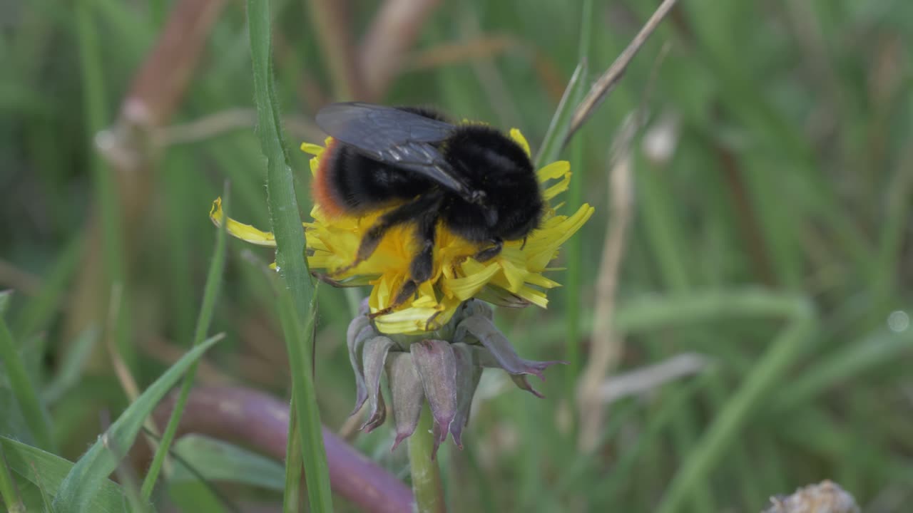 abejas silvestres en la floración del diente de león