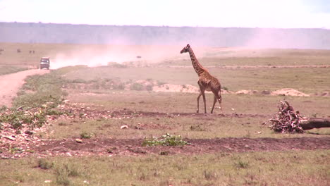 A-giraffe-crosses-a-golden-savannah-in-Africa-with-a-safari-vehicle-background