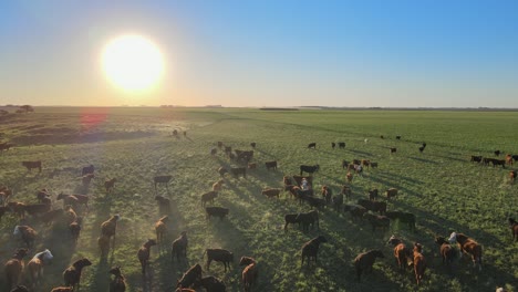 landscape agriculture scenery with a large herd of aberdeen angus cattle glazing on grassy meadow against big glowing sun, cinematic aerial pull out shot