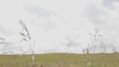 a wide green horizon of a plain field - wide shot