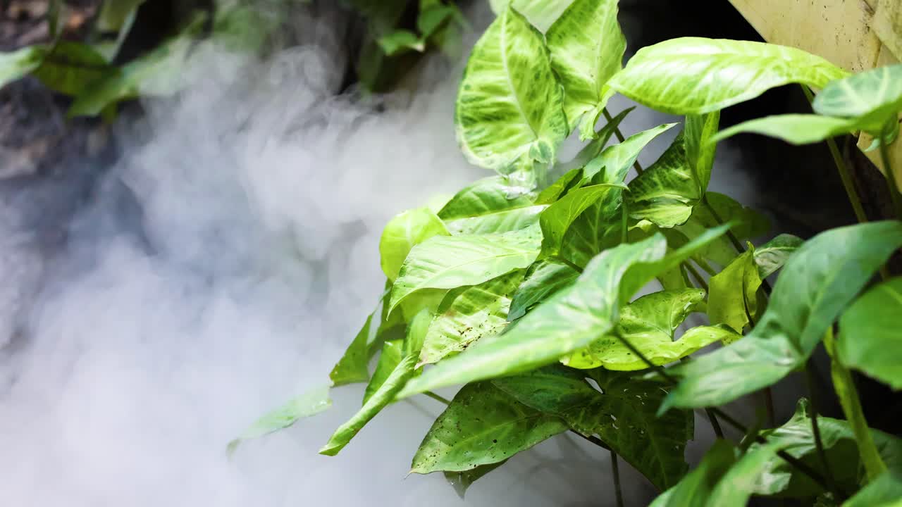 Vibrant green foliage enveloped in swirling smoke, creating a mystical atmosphere in a garden setting