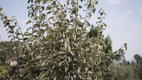 Close up of a leafy tree with dense branches bathed in sunlight, set against a clear sky