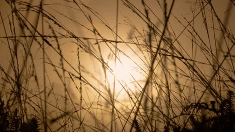 puesta de sol a través de la hierba