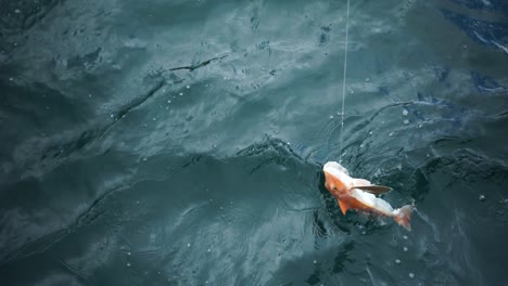 Roter-Knurrhahn-Fisch,-Der-In-Neuseeland-Am-Haken-Hängt