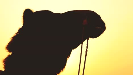 Silhouette-of-a-camel-chewing-with-orange-sky-at-the-background---Thar-Desert,-Rajasthan---India