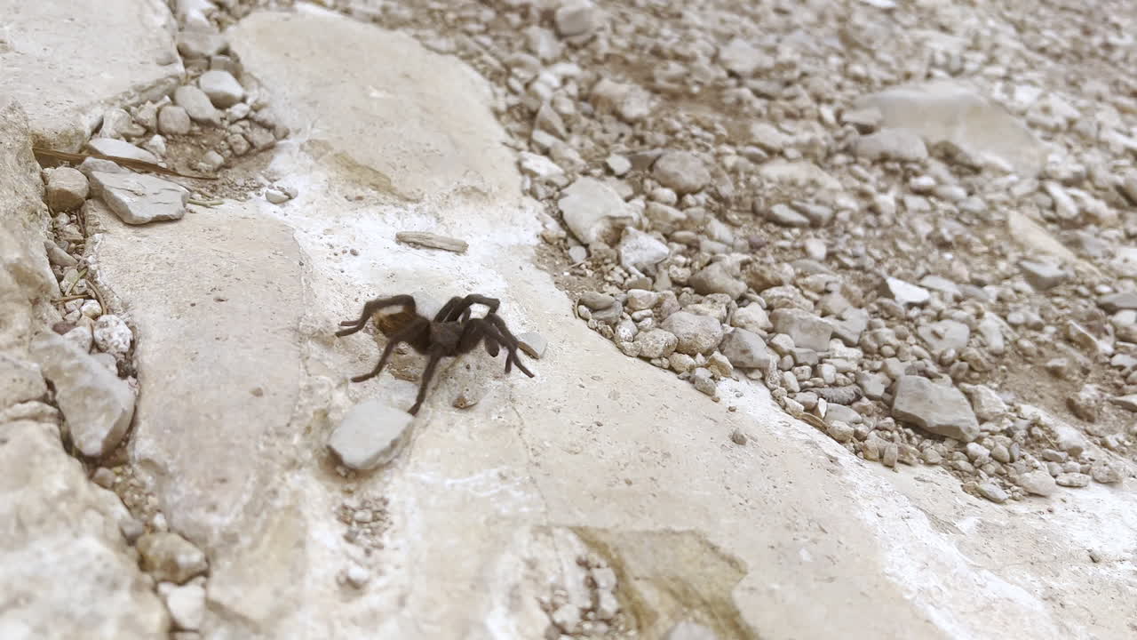 Premium Stock Video - A Panning Shot Of An Arizona Desert Tarantula