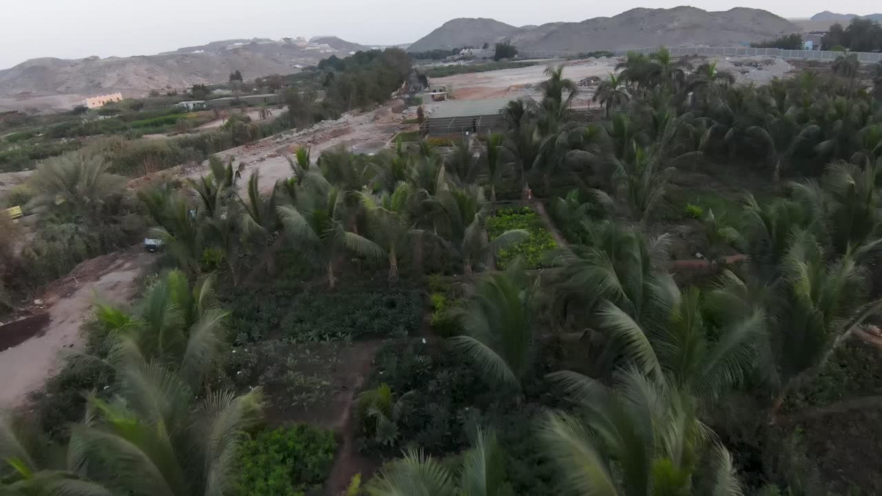 FPV luftoptagelse: Lavflyvning over smukt landbrugsland fyldt med banantræer, Saudi-Arabien.