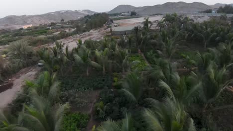 FPV-Areal-Shot-Fly-Low-Altitude-Over-Beautiful-Farmland-Full-Of-Banana-Trees,-Saudi-Arabia