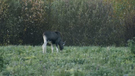 Wilder-Kleiner-Elch,-Der-Gras-In-Der-Abenddämmerung-Der-Wiese-Frisst