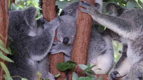 el koala sube a un árbol, rodeado de hojas