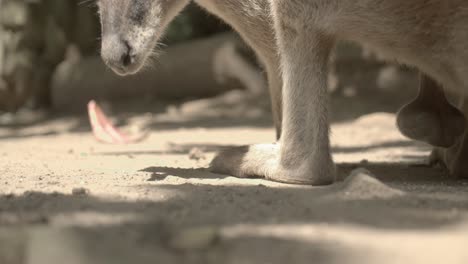 closeup of wallaby smelling for food